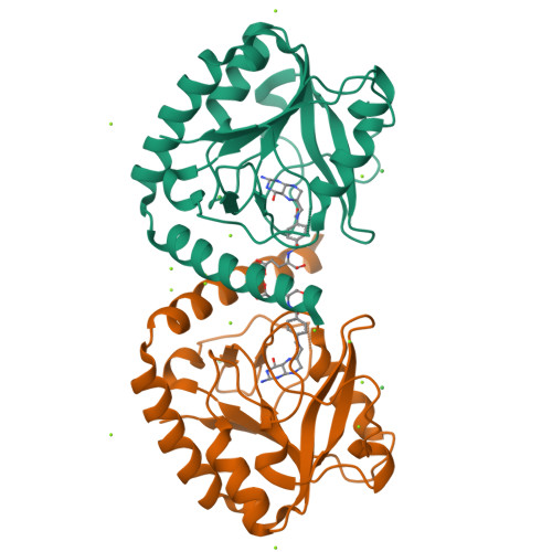 Rcsb Pdb 3hy3 Structure Of Human Mthfs With 10 Formyltetrahydrofolate