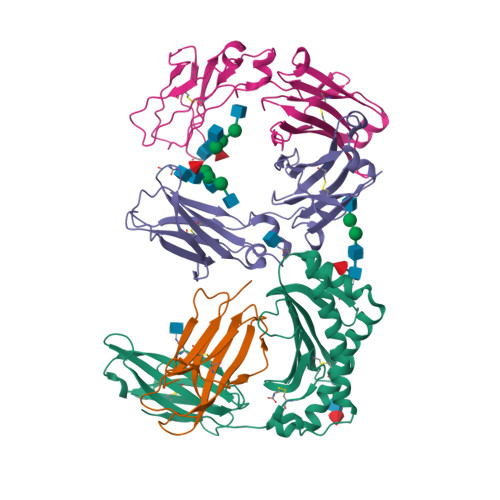 Rcsb Pdb 1i1a Crystal Structure Of The Neonatal Fc Receptor Complexed With A Heterodimeric Fc