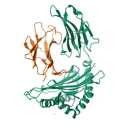 Rcsb Pdb 5ib5 Crystal Structure Of Hla B 27 09 Complexed With The Self Peptide Pvipr And Copper