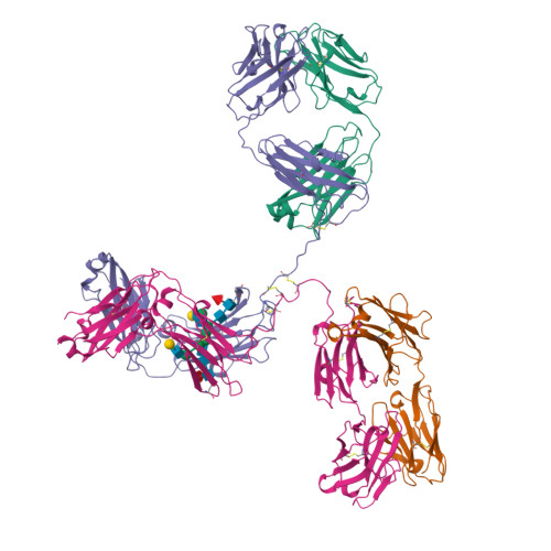 Antibody IgG protein structure