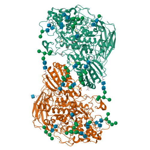 Rcsb Pdb 4iie Crystal Structure Of Beta Glucosidase 1 From Aspergillus Aculeatus In Complex With Calystegine B 2