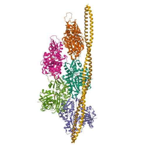 Rcsb Pdb 5jlf Structure Of The F Actin Tropomyosin Complex Reprocessed