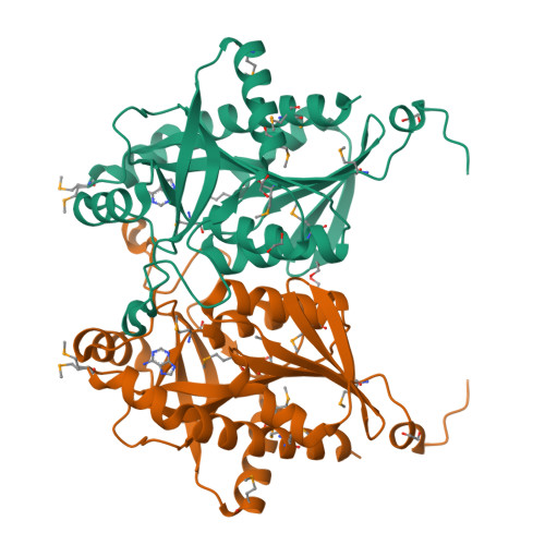 Rcsb Pdb 4jwt Crystal Structure Of A Putative 5 Methylthioadenosine S Adenosylhomocysteine Nucleosidase From Sulfurimonas Denitrificans Dsm 1251 Target Nysgrc 029304