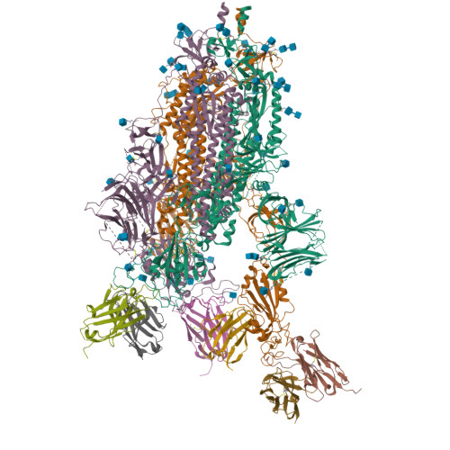 Rcsb Pdb 7k8t Structure Of The Sars Cov 2 S 6p Trimer In Complex With The Human Neutralizing Antibody Fab Fragment C002 State 2