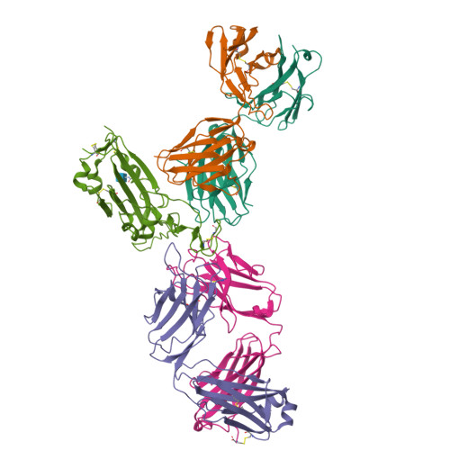 Rcsb Pdb 7k9z Crystal Structure Of Sars Cov 2 Receptor Binding Domain In Complex With The Fab Fragments Of Neutralizing Antibodies 298 And 52