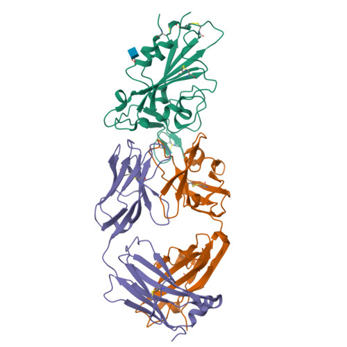 Rcsb Pdb 7kfw Structural Basis For A Germline Biased Antibody Response To Sars Cov 2 Rbd C1a B3 Fab