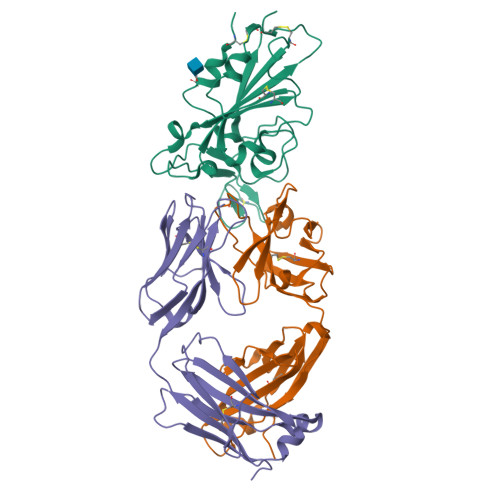 Rcsb Pdb 7kfw Structural Basis For A Germline Biased Antibody Response To Sars Cov 2 Rbd C1a B3 Fab