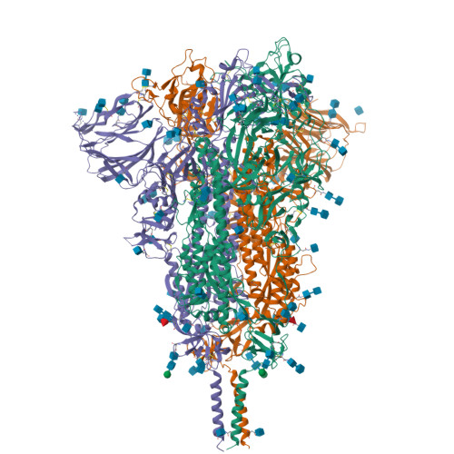 Rcsb Pdb 7krs Structural Impact On Sars Cov 2 Spike Protein By D614g Substitution