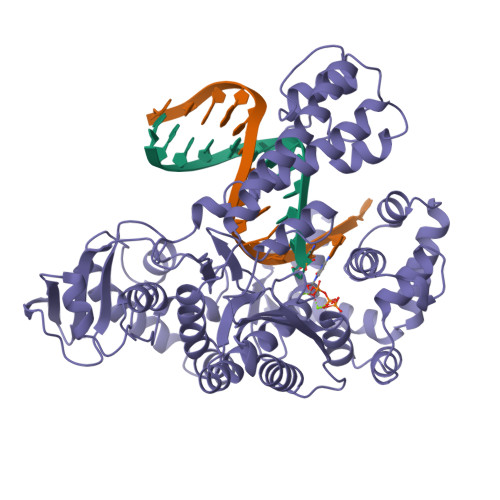 Taq Polymerase protein structure