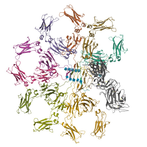 Rcsb Pdb 6kxs Cryo Em Structure Of Human Igm Fc In Complex With The J Chain And The Ectodomain Of Pigr