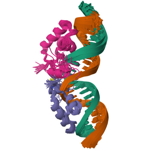 Rcsb Pdb 1l1m Solution Structure Of A Dimer Of Lac Repressor Dna Binding Domain Complexed To Its Natural Operator O1