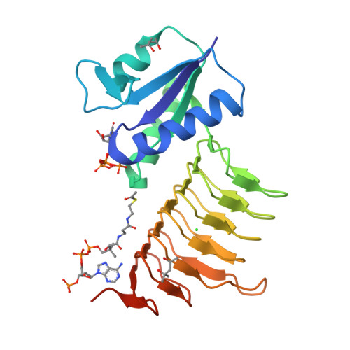 Rcsb Pdb 7l7y X Ray Structure Of The N Acetyltransferase Pcryo 0637 From Psychrobacter Cryohalolentis In The Presence Of Udp And Acetyl Conezyme A
