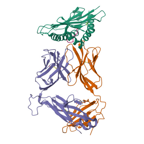 Rcsb Pdb 6l9l 1d4 Tcr Recognition Of H2 Ld A1a2 A5 Peptide Complexes