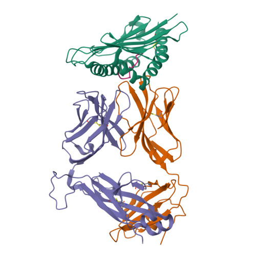 Rcsb Pdb 6l9l 1d4 Tcr Recognition Of H2 Ld A1a2 A5 Peptide Complexes