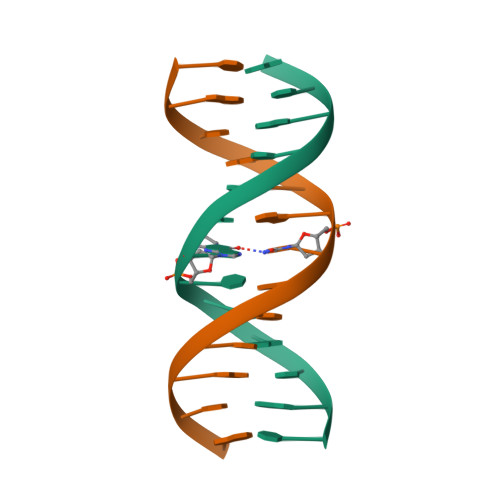 Rcsb Pdb 1las Solution Structure Of The B Dna Duplex Cgcggtxtccgcg X Pdg Containing The 1 N2 Propanodeoxyguanosine Adduct With The Deoxyribose At C Opposite Pdg In The C3 Endo Conformation