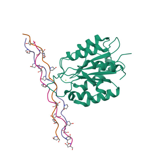 Rcsb Pdb 2m32 Alpha 1 Integrin I Domain In Complex With Glogen Triple Helical Peptide