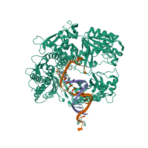 Rcsb Pdb 4m3t Rb69 Dna Polymerase Ternary Complex With Dt Dg At Position N 2 Of Primer Template Duplex