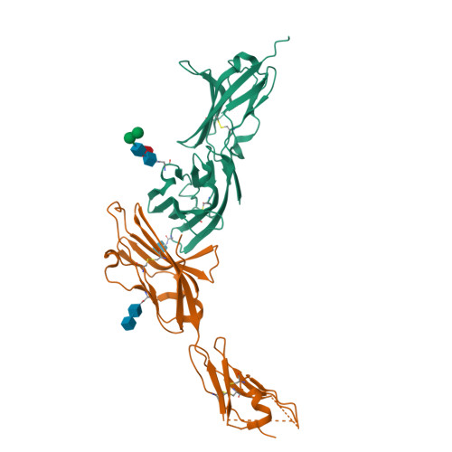 Rcsb Pdb 3mj7 Crystal Structure Of The Complex Of Jaml And Coxsackie And Adenovirus Receptor Car