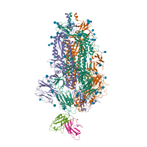 Rcsb Pdb 7mkl Sars Cov 2 Spike In Complex With Neutralizing Fab Sars2 38 Three Down Conformation