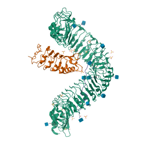 Rcsb Pdb 4mn8 Crystal Structure Of Flg22 In Complex With The Fls2 And Bak1 Ectodomains