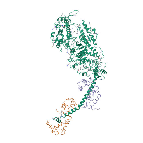 Rcsb Pdb 2mys Myosin Subfragment 1 Alpha Carbon Coordinates Only For The Two Light Chains