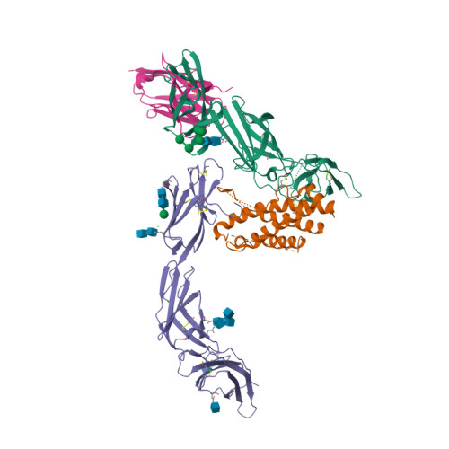 Rcsb Pdb 5mzv Il 23 Il 23r Nb22e11 Complex