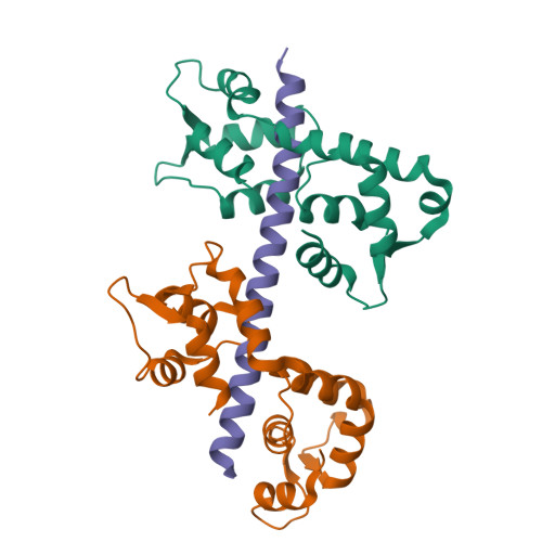 Rcsb Pdb 1n2d Ternary Complex Of Mlc1p Bound To Iq2 And Iq3 Of Myo2p A Class V Myosin