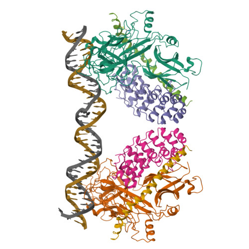 Rcsb Pdb 3nbn Crystal Structure Of A Dimer Of Notch Transcription Complex Trimers On Hes1 Dna