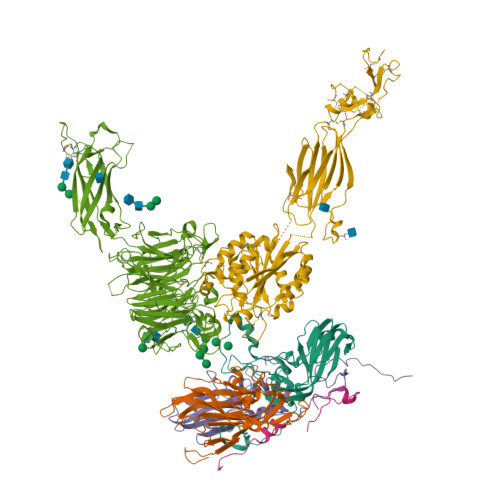 Rcsb Pdb 5ner Localised Reconstruction Of Alpha V Beta 6 Bound To Foot And Mouth Disease Virus O Panasia Pose A Prime