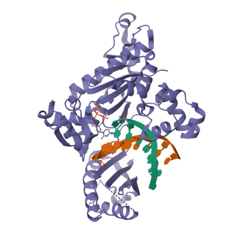 3ngd Structural Basis For Proficient Incorporation Of Dttp Opposite O6 Methylguanine By Human Dna Polymerase Iota Rcsb Pdb