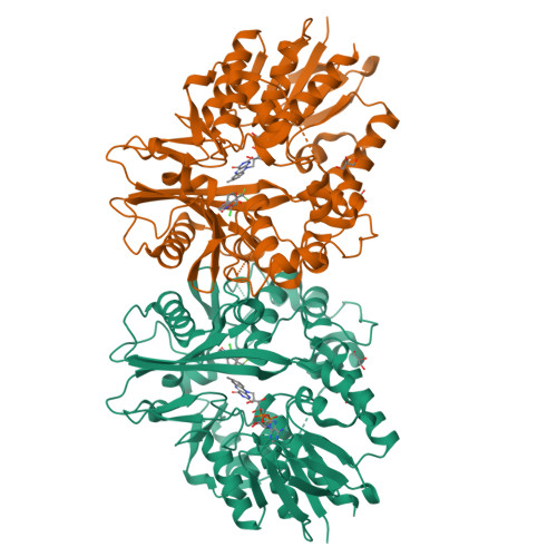 Rcsb Pdb 3nks Structure Of Human Protoporphyrinogen Ix Oxidase