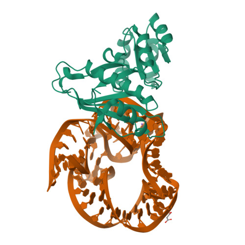 Rcsb Pdb 5npm Crystal Structure Of Mutant Ribosomal Protein Tthl1 Lacking 8 N Terminal Residues In Complex With 80nt 23s Rna From Thermus Thermophilus