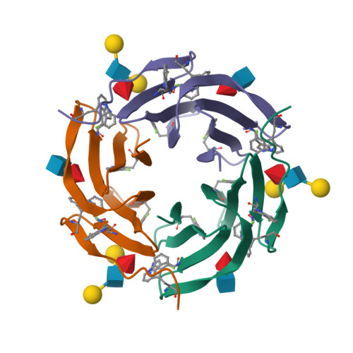 Rcsb Pdb 5o7w Crystal Structure Of The 4 Fluoro Rsl Lectin In Complex With Lewis X Tetrasaccharide