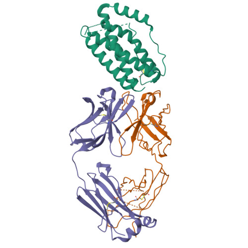 Rcsb Pdb 4o9h Structure Of Interleukin 6 In Complex With A Camelid Fab Fragment