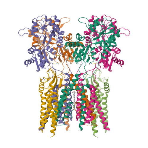 Rcsb Pdb 7ocd Resting State Glua1 A2 Heterotetramer In Complex With Auxiliary Subunit Tarp Gamma 8 Lbd Tmd