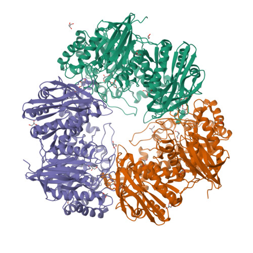 Rcsb Pdb 4oif 3d Structure Of Gan42b A Gh42 Beta Galactosidase From G