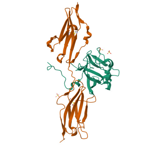 Rcsb Pdb 3ojm Crystal Structure Of Fgf1 Complexed With The Ectodomain Of Fgfr2b Harboring P253r Apert Mutation