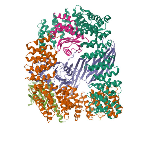 Rcsb Pdb 6oxl Cryo Em Structure Of Phosphorylated Ap 2 Mu 02k Bound To Necap In The Presence Of Ss Dna