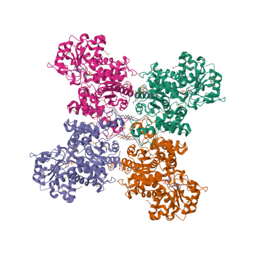 Rcsb Pdb 1pj3 Crystal Structure Of Human Mitochondrial Nad P Dependent Malic Enzyme In A Pentary Complex With Natural Substrate Pyruvate Cofactor Nad Mn And Allosteric Activator Fumarate