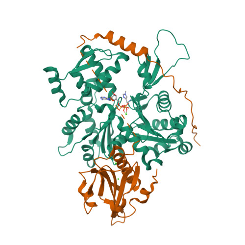 Complex of ATP-actin With the N-terminal Actin-Binding Domain of Tropomodulin
