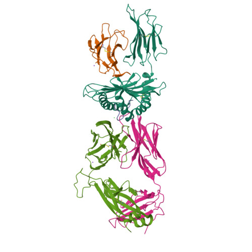 Rcsb Pdb 4pri Crystal Structure Of Tk3 Tcr Hla B 35 08 Hpvg Complex