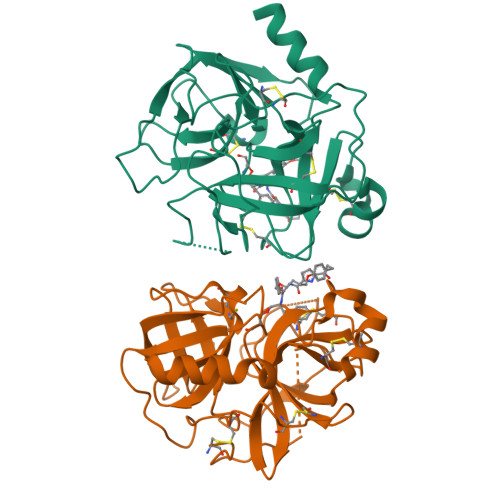 Rcsb Pdb 4q2k Bovine Alpha Chymotrypsin Bound To A Cyclic Peptide Inhibitor 5b