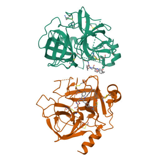 Rcsb Pdb 4q2k Bovine Alpha Chymotrypsin Bound To A Cyclic Peptide Inhibitor 5b