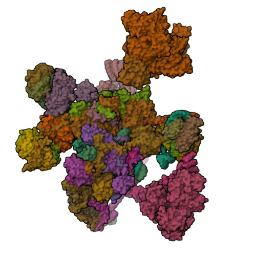 6qdv Human Post Catalytic P Complex Spliceosome Rcsb Pdb