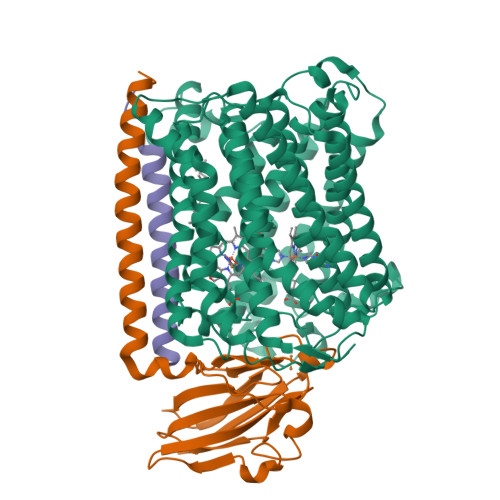 Rcsb Pdb 3qjv The Structure Of And Photolytic Induced Changes Of Carbon Monoxide Binding To The Cytochrome Ba3 Oxidase From Thermus Thermophilus