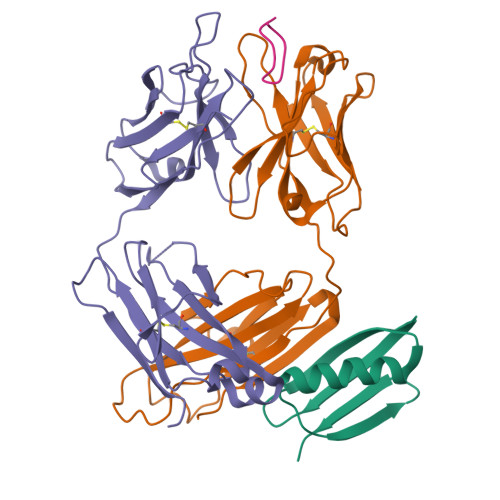 Rcsb Pdb 1qkz Fab Fragment Mn14c11 6 In Complex With A Peptide Antigen Derived From Neisseria Meningitidis P1 7 Serosubtype Antigen And Domain Ii From Streptococcal Protein G