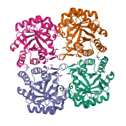 Rcsb Pdb 2qkf Crystal Structure Of 3 Deoxy D Manno Octulosonate 8 Phosphate Synthase Kdo8ps From Neisseria Meningitidis