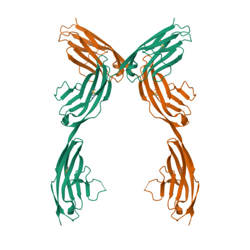 Rcsb Pdb 1qz1 Crystal Structure Of The Ig 1 2 3 Fragment Of Ncam