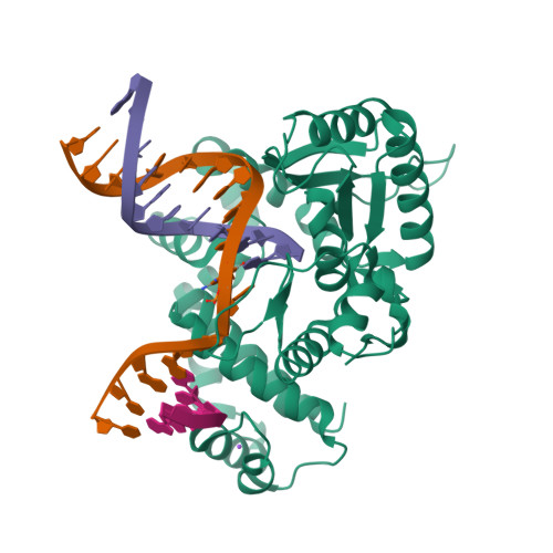 Rcsb Pdb 3rjg Binary Complex Of Dna Polymerase Beta With A Gapped Dna Containing 8odg Da Base Pair At Primer Terminus