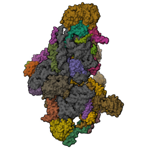 9ROR assembly